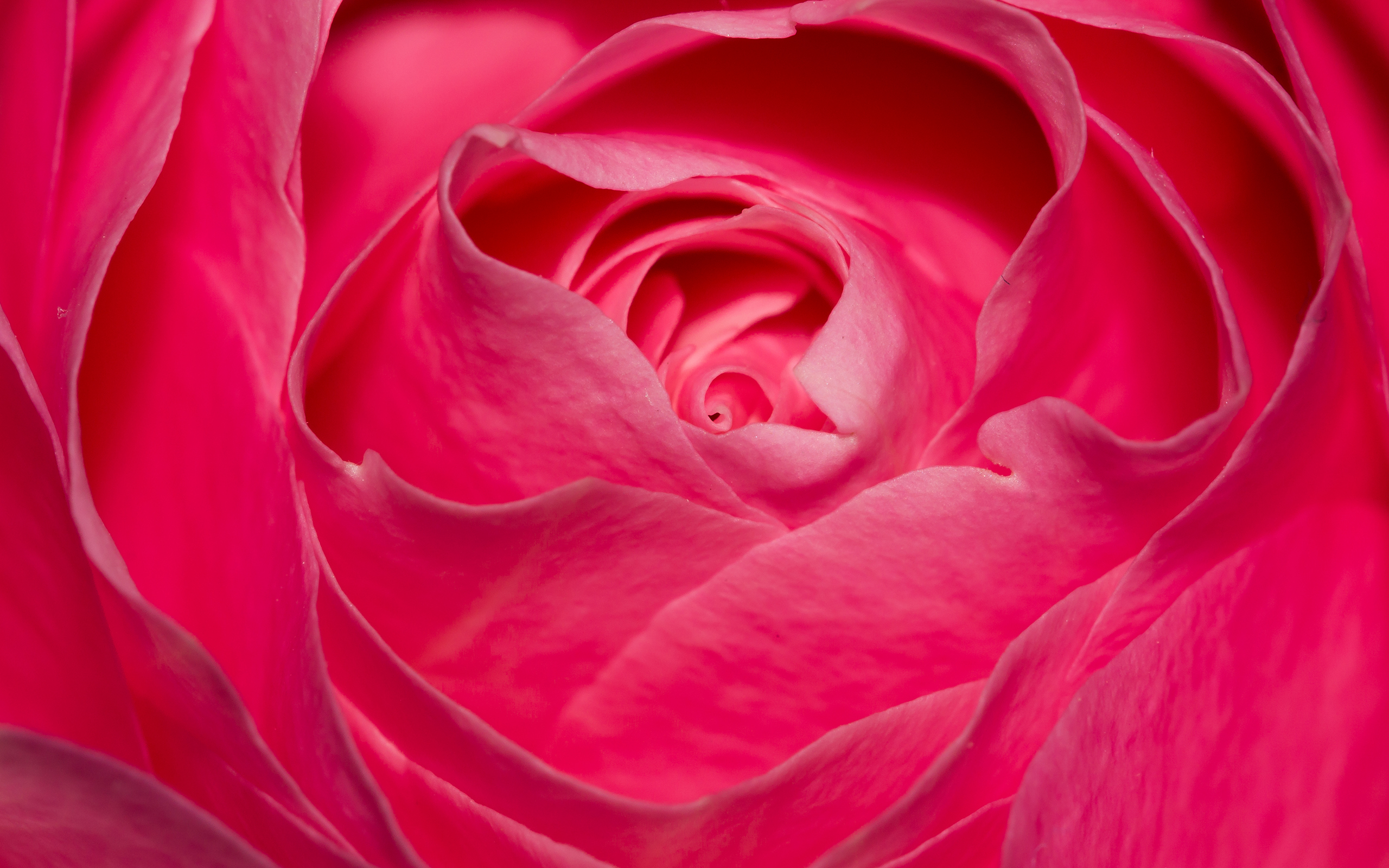 Perfect Pink Rose Tulip Rose Pink Perfect